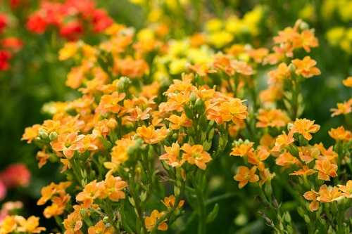 Alyssum flowers