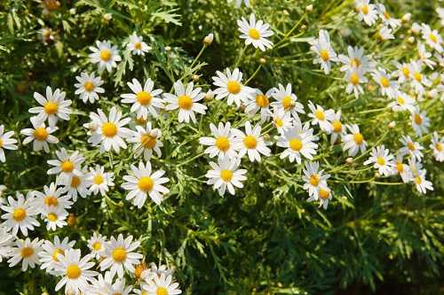 Chamomile