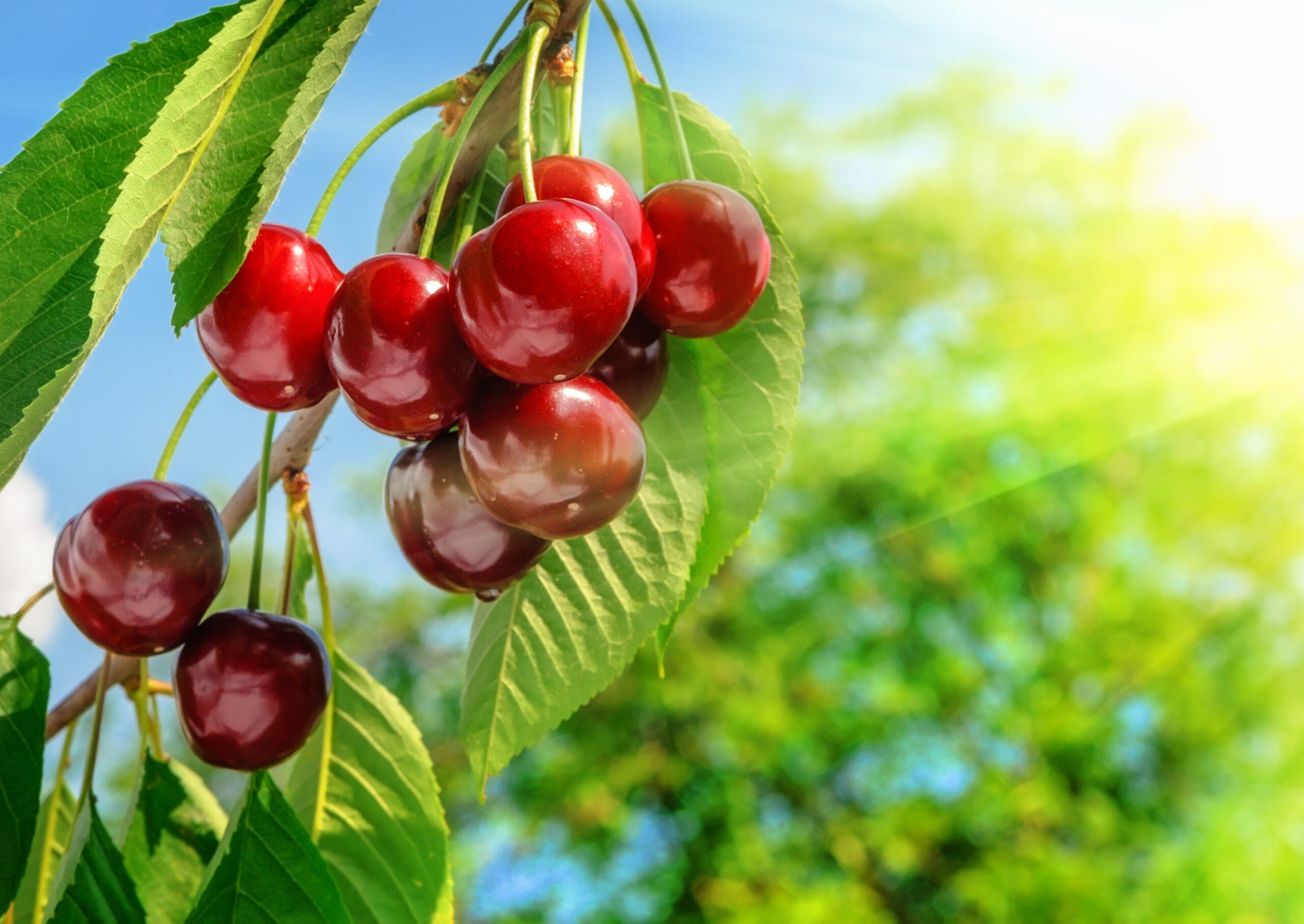 Cherries