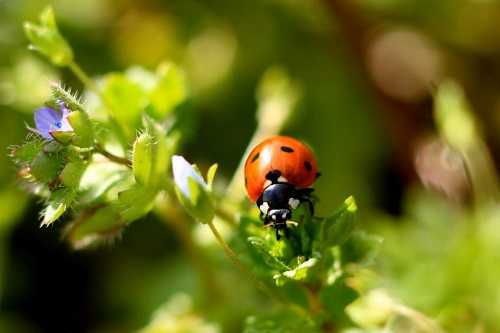 Flowers That Attract Helpful Insects