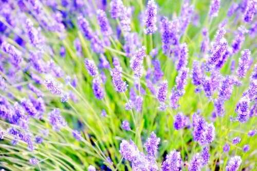 Lavender