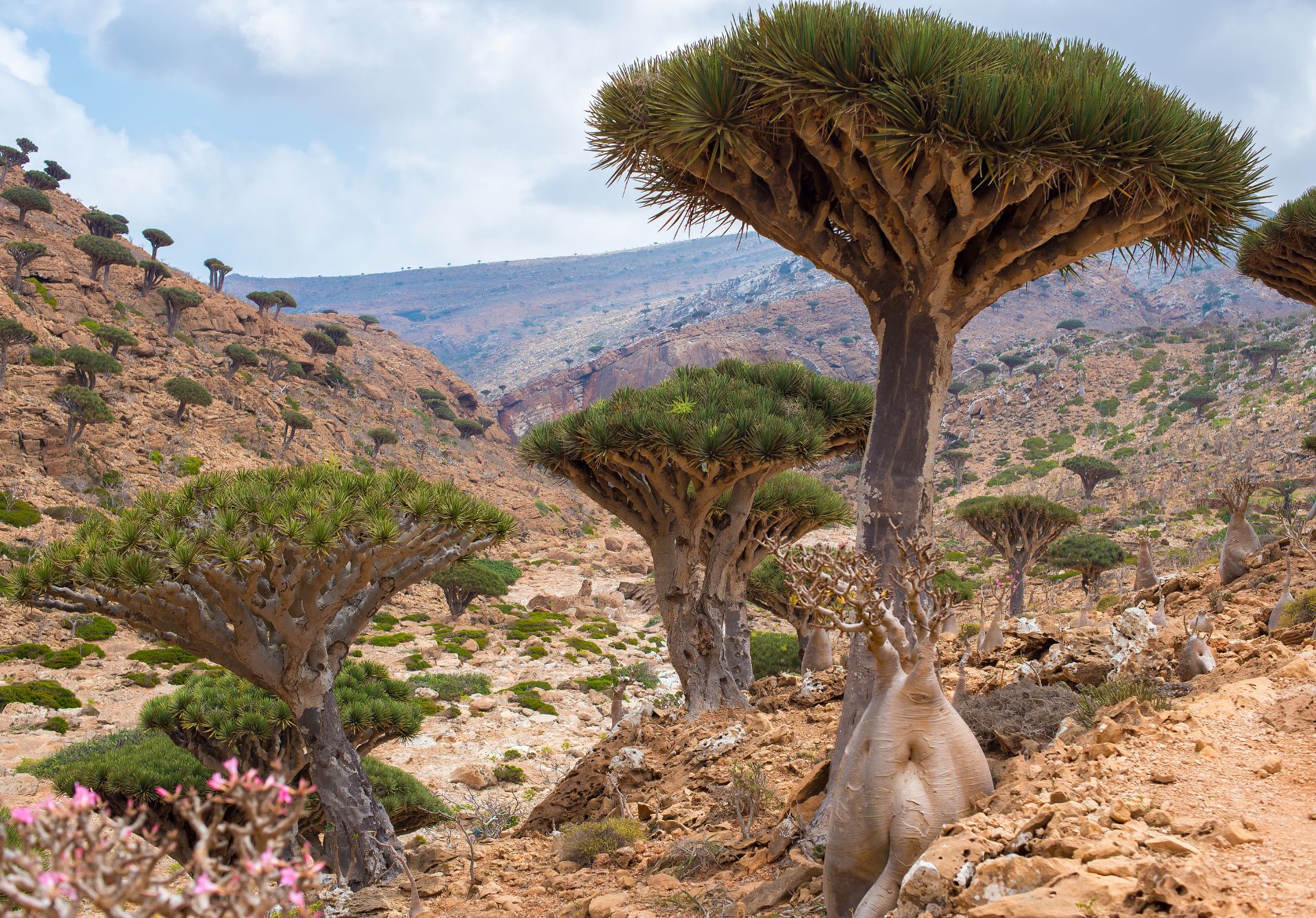Socotra Island, Yemen