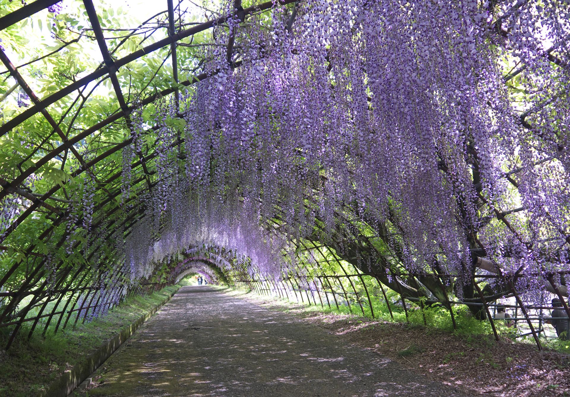 Wisteria Flower Tunnel in Japan