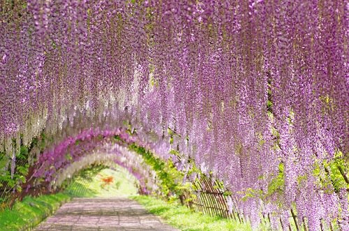 Wisteria Flower Tunnel in Japan