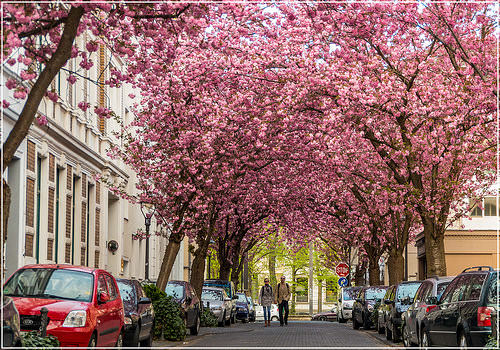 Cherry Blossom Tunnel, Bonn, Germany