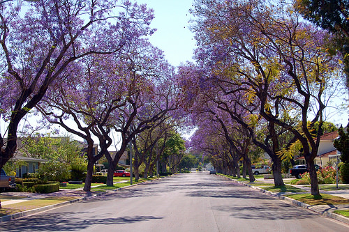 Jacarandas Walk, South Africa