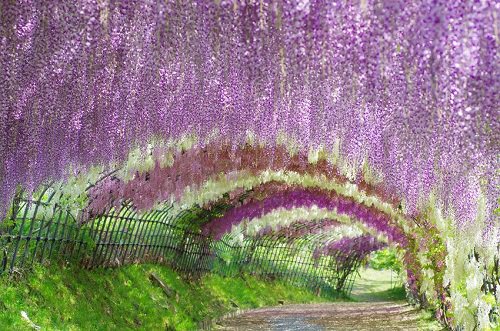 Wisteria tunnel, Kitakyushu, Japan