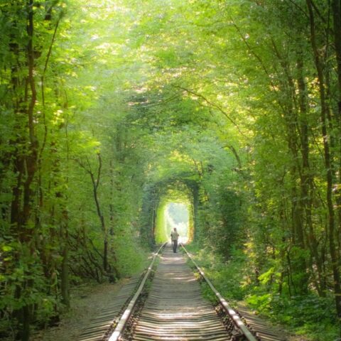 10 Most Amazing Tree Tunnels in the World