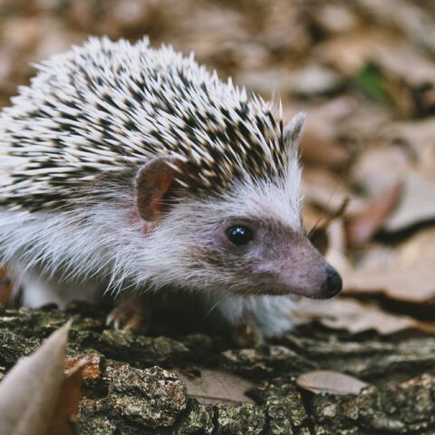 10 Things to Know Before Bringing a Hedgehog Home