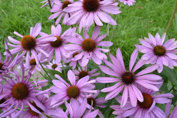 echinacea