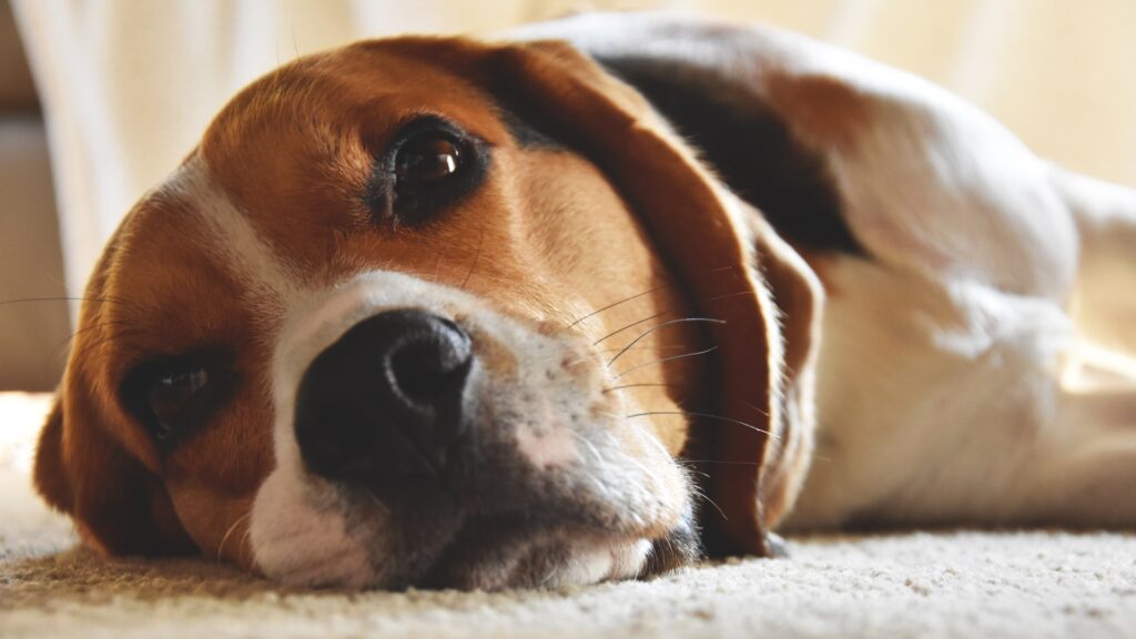 9 Tips for Calming Your Dog during Thunderstorms