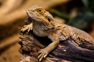 Prepare Your Exotic Pet for an Emergency