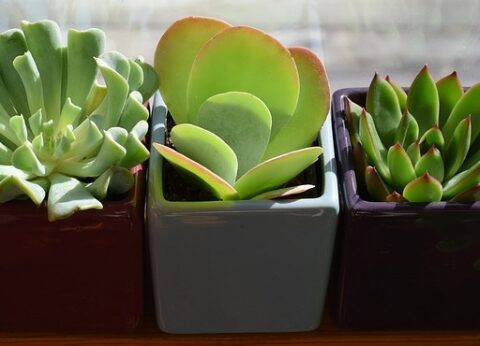 Succulents Are the Perfect Plant for New Gardeners