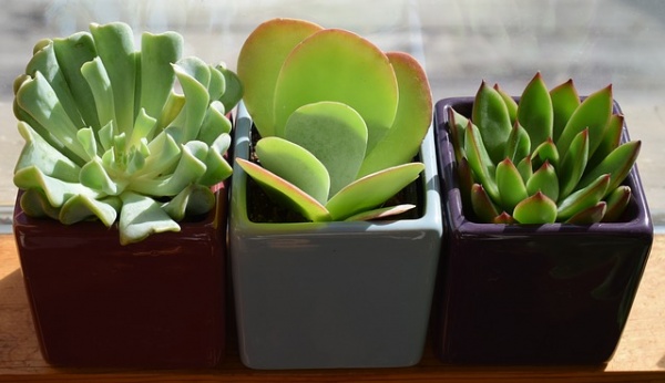 Succulents Are the Perfect Plant for New Gardeners