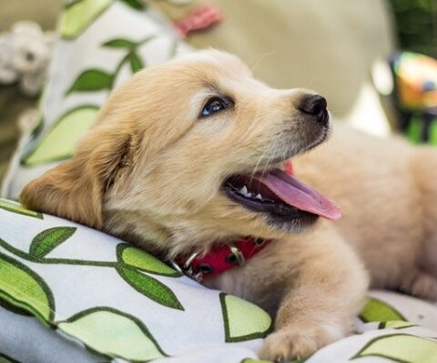 Tips for Managing a Teething Puppy