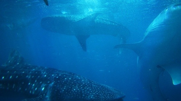 Diving with sharks