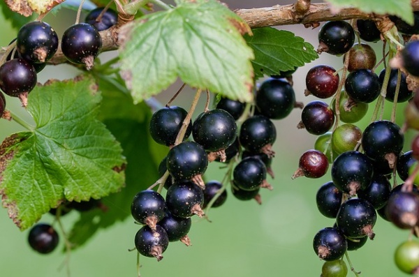 Black currants