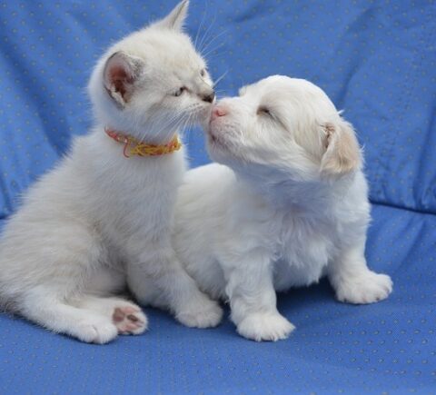 Ways to Help Your Kitten and Puppy to Get Along