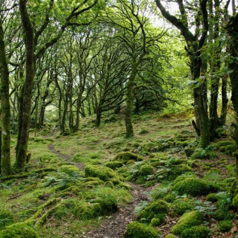 10 Most Endangered Forests in the World