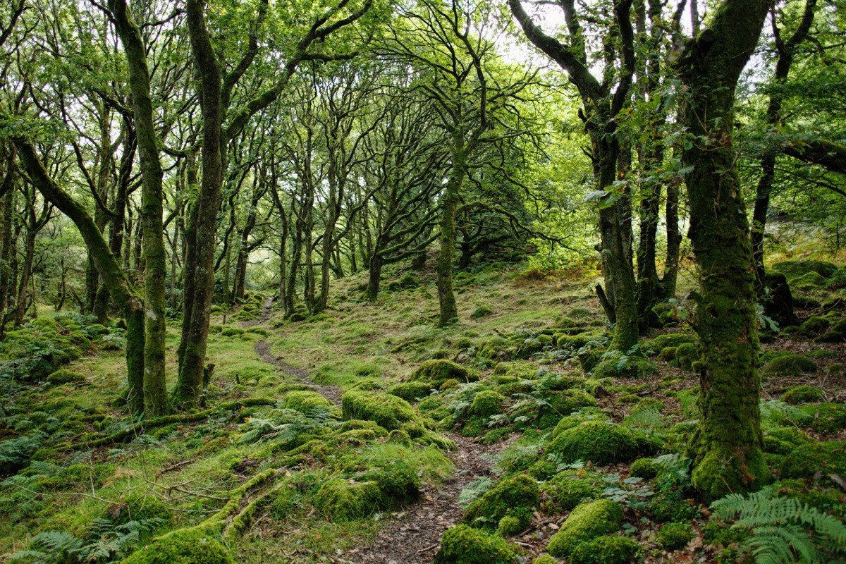 Extinct Forests 10 Most Endangered Forests in the World - Amerikanki