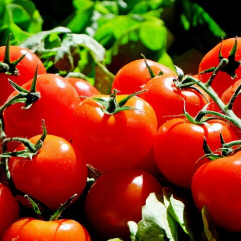 Image of 10 Best Health Benefits of Tomatoes