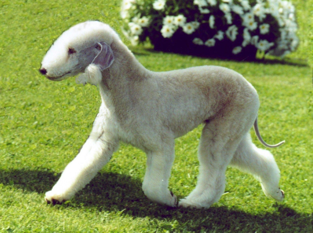 Bedlington Terrier dog breed 2