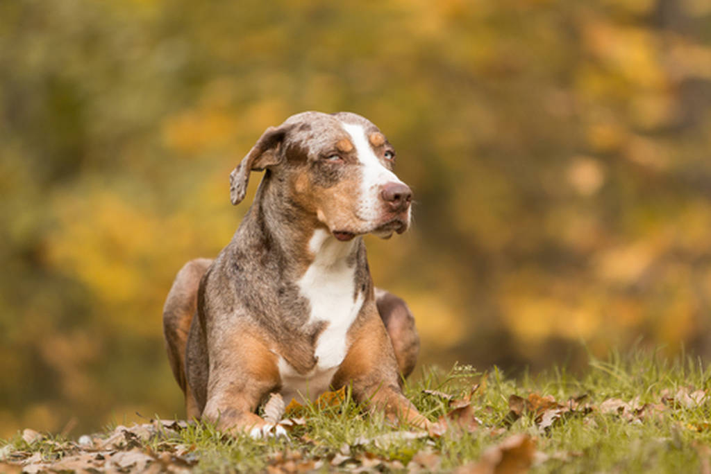 Catahoula Cur dog breed