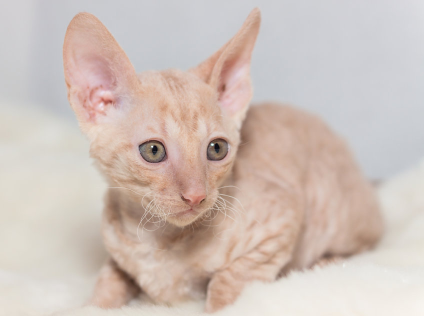 Cornish Rex cat breed