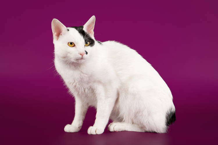 Japanese Bobtail cat breed