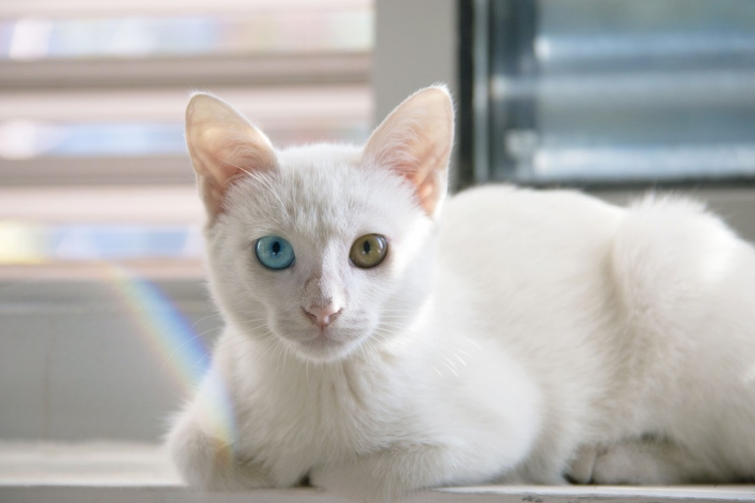 Khao Manee cat breed