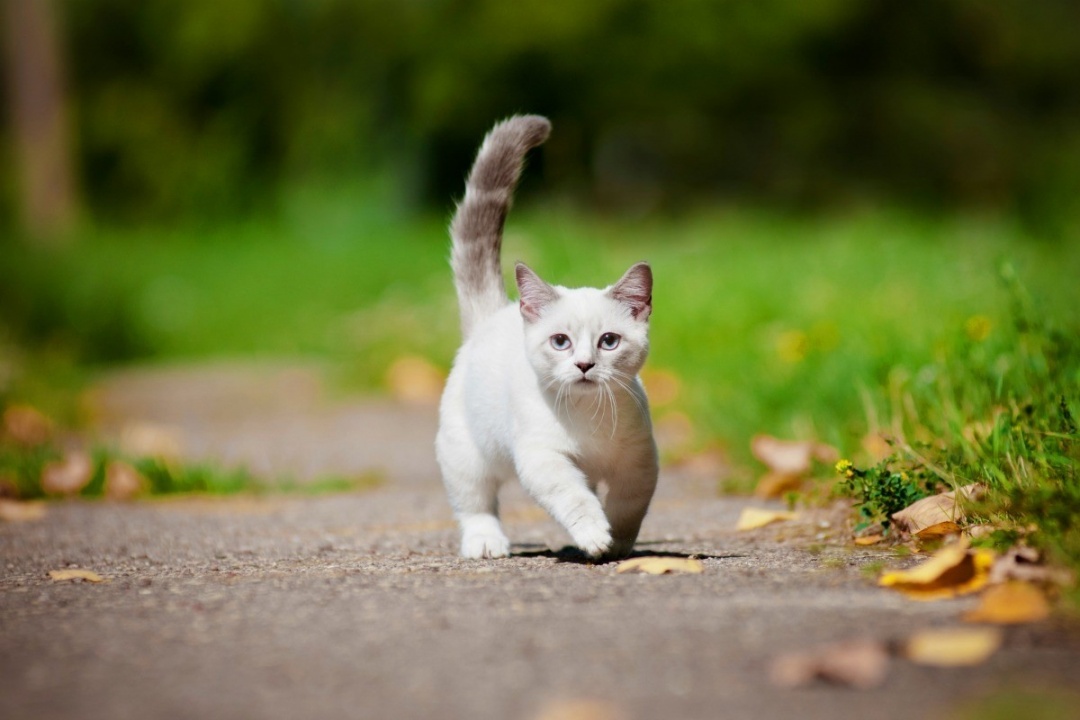 Munchkin cat breed