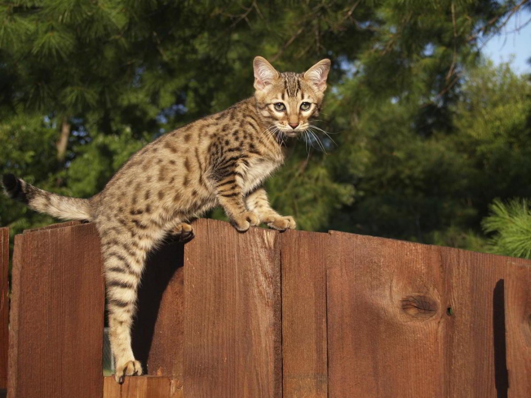 Savannah cat breed