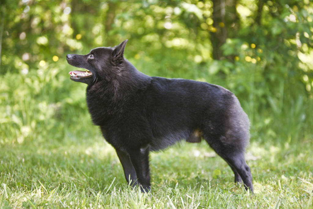 Schipperke dog breed