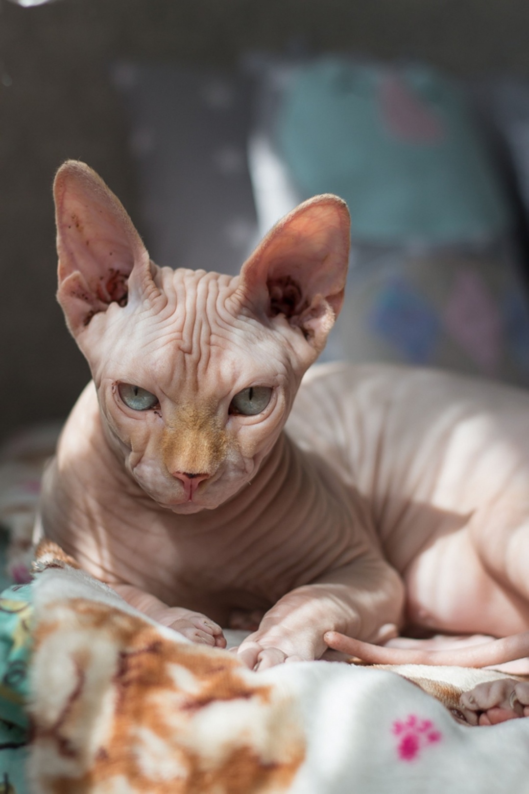 Sphynx Cat Breed