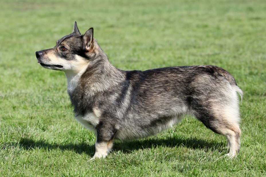 Swedish Vallhund dog breed