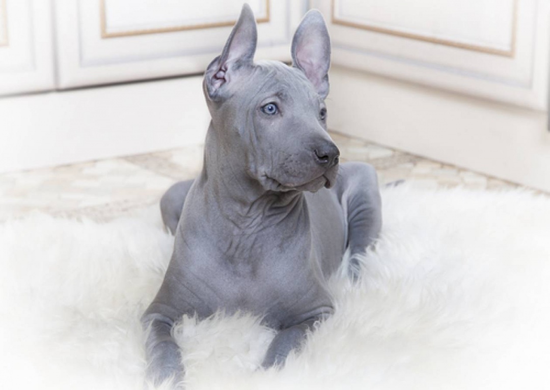 Thai Ridgeback dog breed