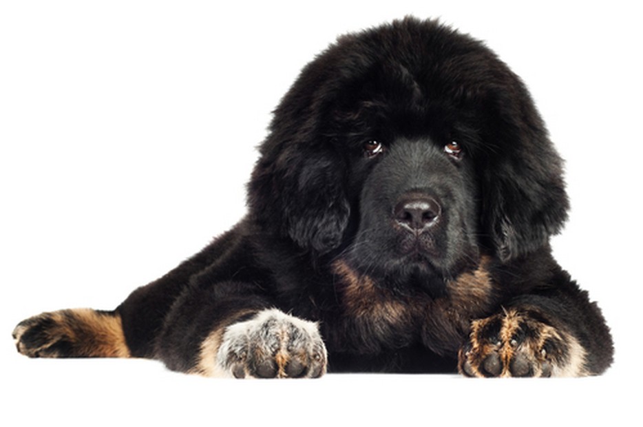 Tibetan Mastiff dog breed