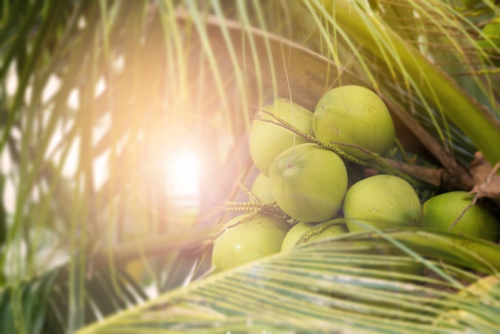 Top 10 Gifts of the Coconut Tree