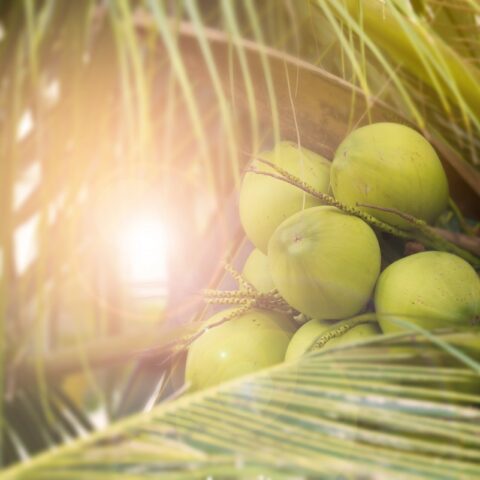 Top 10 Gifts of the Coconut Tree