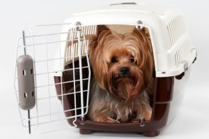 10 Tips for Traveling by Air with Pets