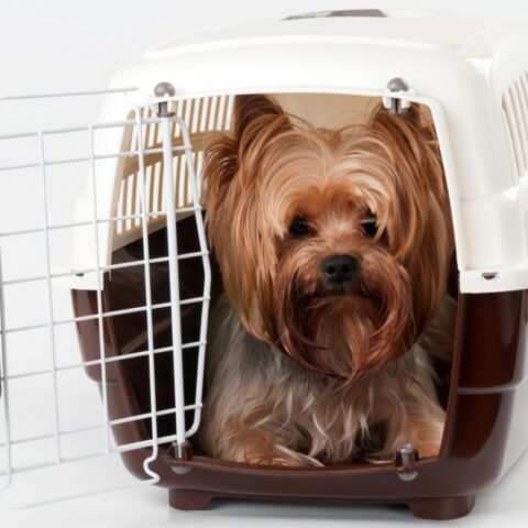 10 Tips for Traveling by Air with Pets