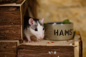 10 Human Foods that are Dangerous for Pet Rats