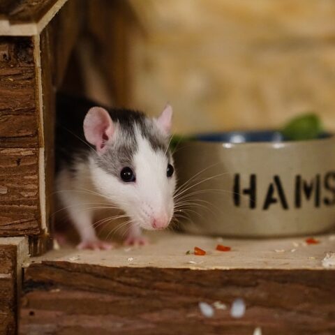 10 Human Foods that are Dangerous for Pet Rats