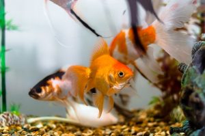 10 Interesting Facts About Goldfish