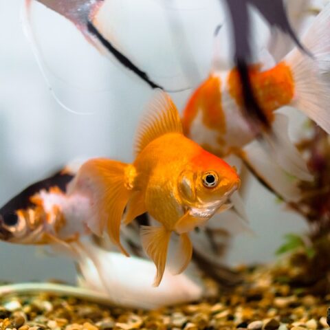 10 Interesting Facts About Goldfish