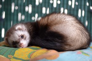 10 Interesting Ferret Facts