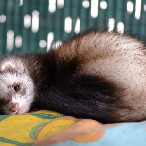 10 Interesting Ferret Facts