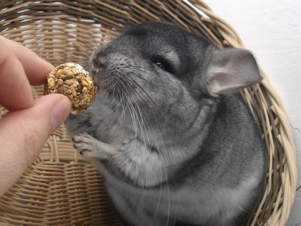 Things to Consider When Looking for Chinchillas