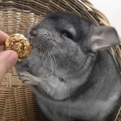 Things to Consider When Looking for Chinchillas