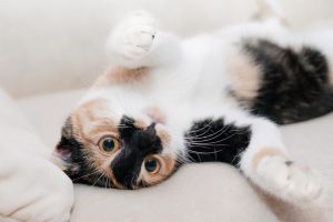 Reasons You Should Never Declaw Your Cat